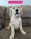 Golden Retriever Puppies for sale in Warrenton, MO, USA. price: $1,000