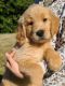 Golden Retriever Puppies for sale in Salisbury, NC, USA. price: $1,350