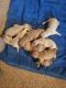 Golden Retriever Puppies for sale in Durand, MI 48429, USA. price: NA
