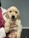 Golden Retriever Puppies for sale in Haleyville, AL 35565, USA. price: $700