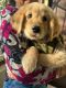 Golden Retriever Puppies for sale in Manyawas, Jaipur, Rajasthan, India. price: 10000 INR