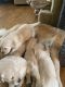 Golden Retriever Puppies for sale in Argyle, NY 12809, USA. price: $1,500