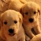 Golden Retriever Puppies for sale in Weatherford, TX, USA. price: NA