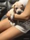 Golden Retriever Puppies for sale in New Port Richey, FL, USA. price: $450