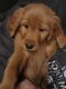 Golden Retriever Puppies for sale in Emlenton, PA 16373, USA. price: $1,000