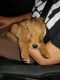 Golden Retriever Puppies for sale in Fresno, CA, USA. price: $850
