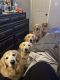 Golden Retriever Puppies for sale in Fort Worth, TX 76180, USA. price: $500