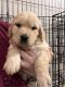 Golden Retriever Puppies for sale in Prescott Valley, AZ, USA. price: NA