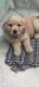 Golden Retriever Puppies for sale in New Delhi, Delhi, India. price: 20000 INR