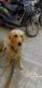 Golden Retriever Puppies for sale in Laxmi Nagar, गजरौला, उत्तर प्रदेश 244235, India. price: 17000 INR