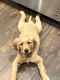 Golden Retriever Puppies for sale in Long Beach, CA, USA. price: $1,000