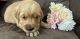 Golden Retriever Puppies for sale in Plant City, FL, USA. price: NA