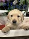 Golden Retriever Puppies for sale in Dayton, TX 77535, USA. price: $1,000