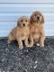 Golden Retriever Puppies for sale in Upton, KY 42784, USA. price: $450