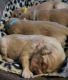 Golden Retriever Puppies for sale in Krotz Springs, LA 70750, USA. price: $900