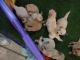 Golden Retriever Puppies for sale in Tracy, CA, USA. price: NA