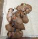 Golden Retriever Puppies for sale in Faribault, MN 55021, USA. price: $1,100