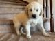 Golden Retriever Puppies for sale in Elbert, CO 80106, USA. price: NA