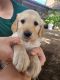 Golden Retriever Puppies for sale in Maui County, HI, USA. price: NA