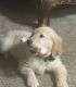 Golden Retriever Puppies for sale in Dayton, OH 45449, USA. price: $1,500