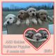 Golden Retriever Puppies for sale in Cub Run, KY 42729, USA. price: $850