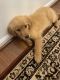 Golden Retriever Puppies for sale in Holly Springs, NC, USA. price: $1,500