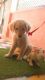 Golden Retriever Puppies for sale in Ahmedabad, Gujarat, India. price: 7000 INR