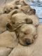 Golden Retriever Puppies for sale in Ysleta, El Paso, TX 79907, USA. price: NA
