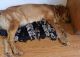 Golden Retriever Puppies for sale in Pendleton, OR 97801, USA. price: $1,200