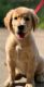 Golden Retriever Puppies for sale in Pune, Maharashtra, India. price: NA