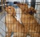Golden Retriever Puppies for sale in Holton, MI 49425, USA. price: NA