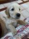 Golden Retriever Puppies for sale in Masab Tank, Hyderabad, Telangana, India. price: 20000 INR