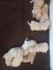 Golden Retriever Puppies for sale in McCormick, SC 29835, USA. price: NA