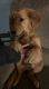 Golden Retriever Puppies for sale in Quincy, OH 43343, USA. price: $300