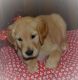 Golden Retriever Puppies for sale in Marshall Junction, MO 65340, USA. price: $500