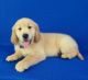 Golden Retriever Puppies for sale in Belleview, FL, USA. price: $1,000