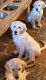 Golden Retriever Puppies for sale in Colton, CA 92324, USA. price: NA