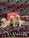 Golden Retriever Puppies for sale in Mira Loma, Jurupa Valley, CA, USA. price: $2,500