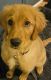 Golden Retriever Puppies for sale in Kennewick, WA, USA. price: NA