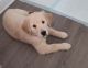 Golden Retriever Puppies for sale in Washington, NJ 07882, USA. price: $600