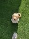 Golden Retriever Puppies for sale in Tracy, CA, USA. price: $700