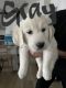 Golden Retriever Puppies for sale in Parker, CO, USA. price: $1,500