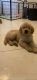 Golden Retriever Puppies for sale in Miami, FL, USA. price: $2,000