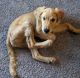 Golden Retriever Puppies for sale in Walnut Ave, Dalton, GA, USA. price: $1,000