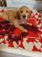 Golden Retriever Puppies for sale in Cañon City, CO 81212, USA. price: $700