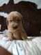Golden Retriever Puppies for sale in Madison, NC 27025, USA. price: NA