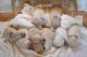 Golden Retriever Puppies for sale in Gainesville, GA, USA. price: $1,600