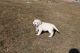 Golden Retriever Puppies for sale in New Bloomfield, PA 17068, USA. price: NA