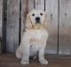 Golden Retriever Puppies for sale in Rockmart, GA 30153, USA. price: NA