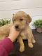 Golden Retriever Puppies for sale in Beulaville, NC 28518, USA. price: $800